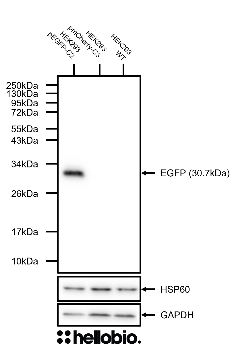 Figure 6. GFP expression in transfected HEK293 cells with HSP60 and GAPDH loading controls (stripped and reprobed).