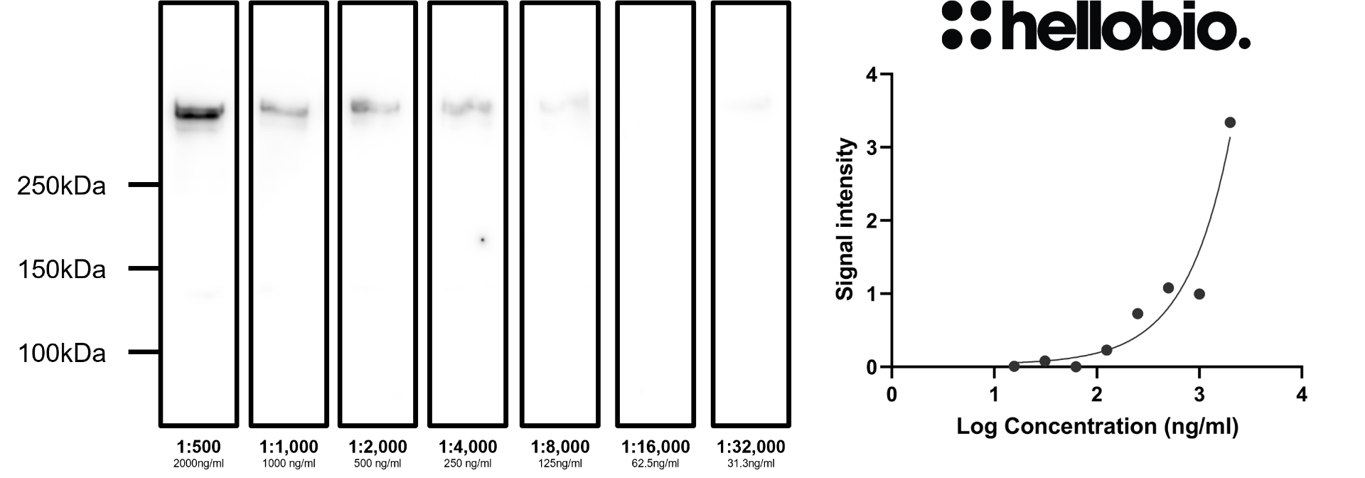 Figure 9. Concentration response of HB9587 staining in a rat brain cytosol preparation. 