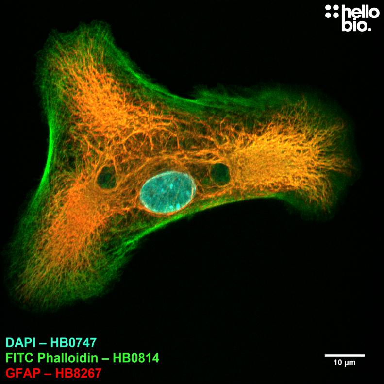 Figure 10. GFAP and actin expression in a rat cultured neurone preparation visualised using HB8267. 