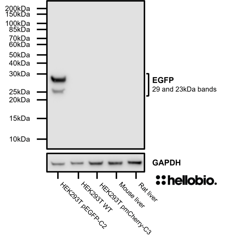 Figure 3. Specific HB8365 staining only in pEGFP-C2 transfected HEK293T cells.