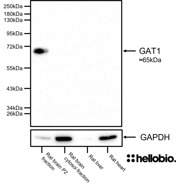 Figure 4. GAT1 expression in rat brain P2 membrane fraction but not other rat tissue lysates and preparations.