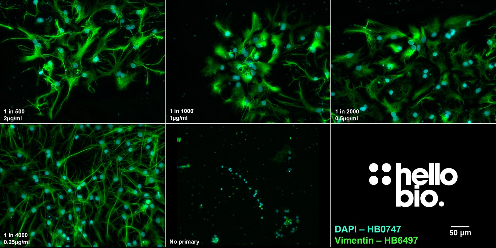 Figure 4. Concentration response of HB6497 in glia within a cultured rat neuron preparation