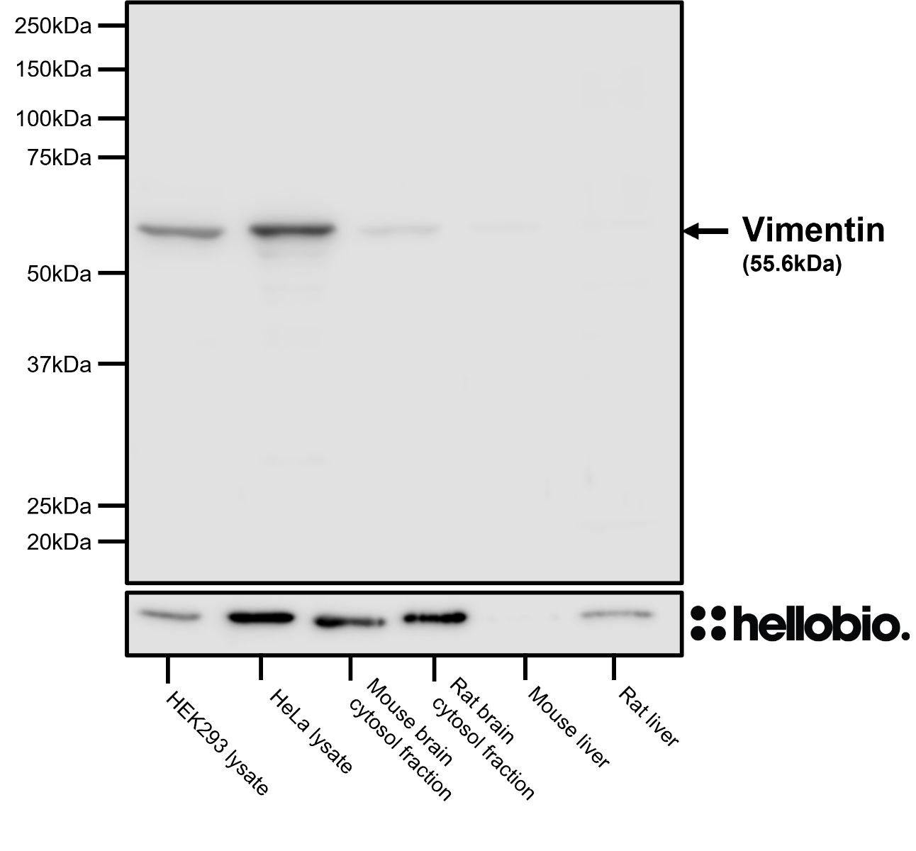 Figure 7. HB7843 immunoreactivity in a range of cell and tissue lysates 