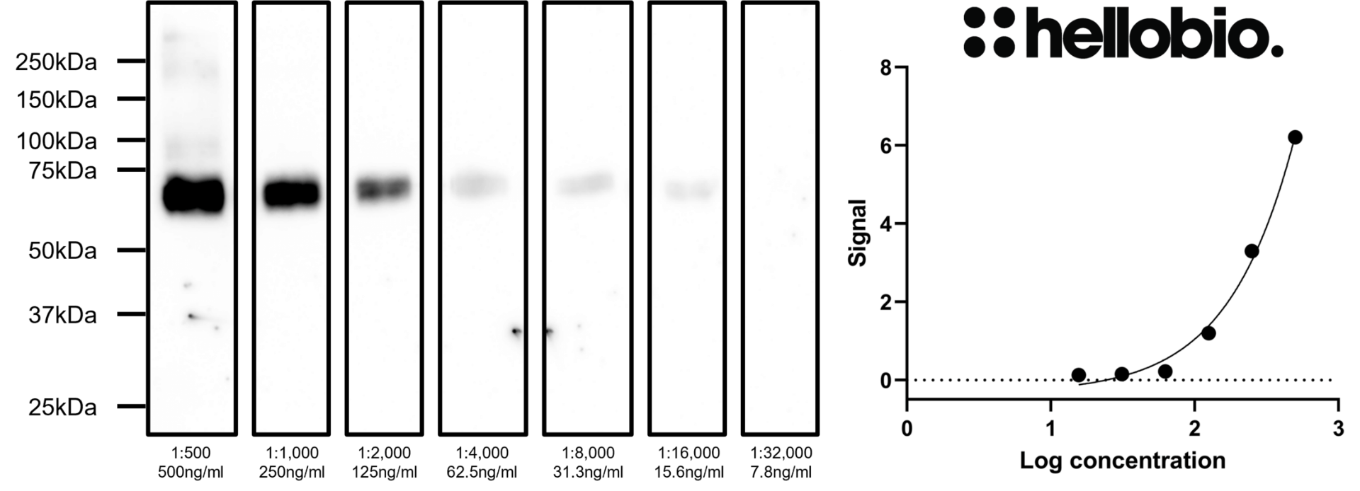 Figure 7. Concentration response of HB7632 staining in a mouse brain P2 fraction preparation. 