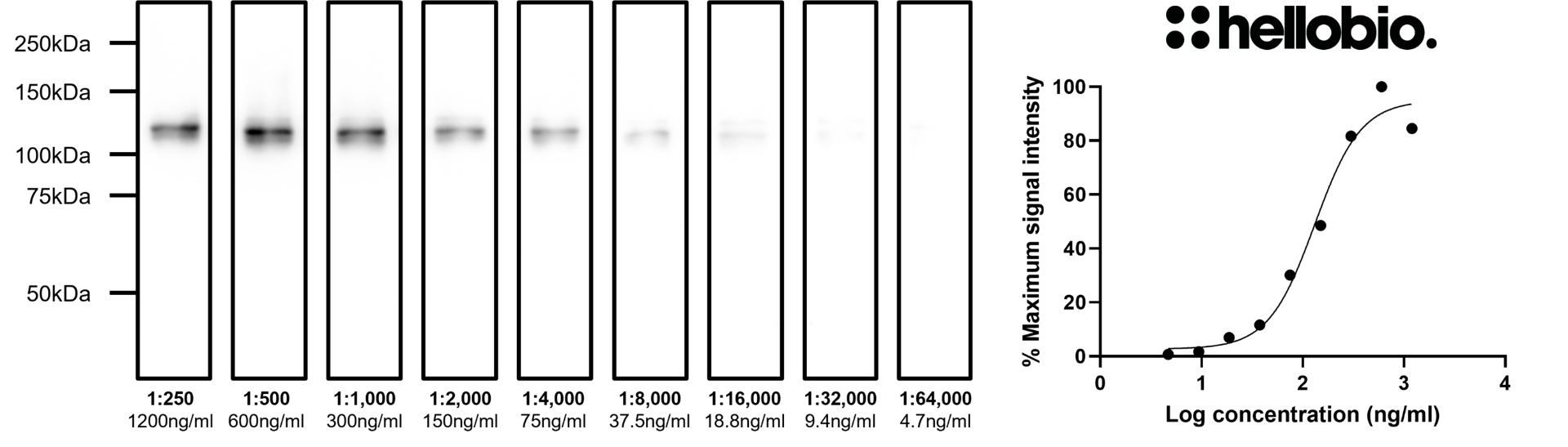 Figure 10. Concentration response of HB7535 staining in a rat brain P2 preparation.