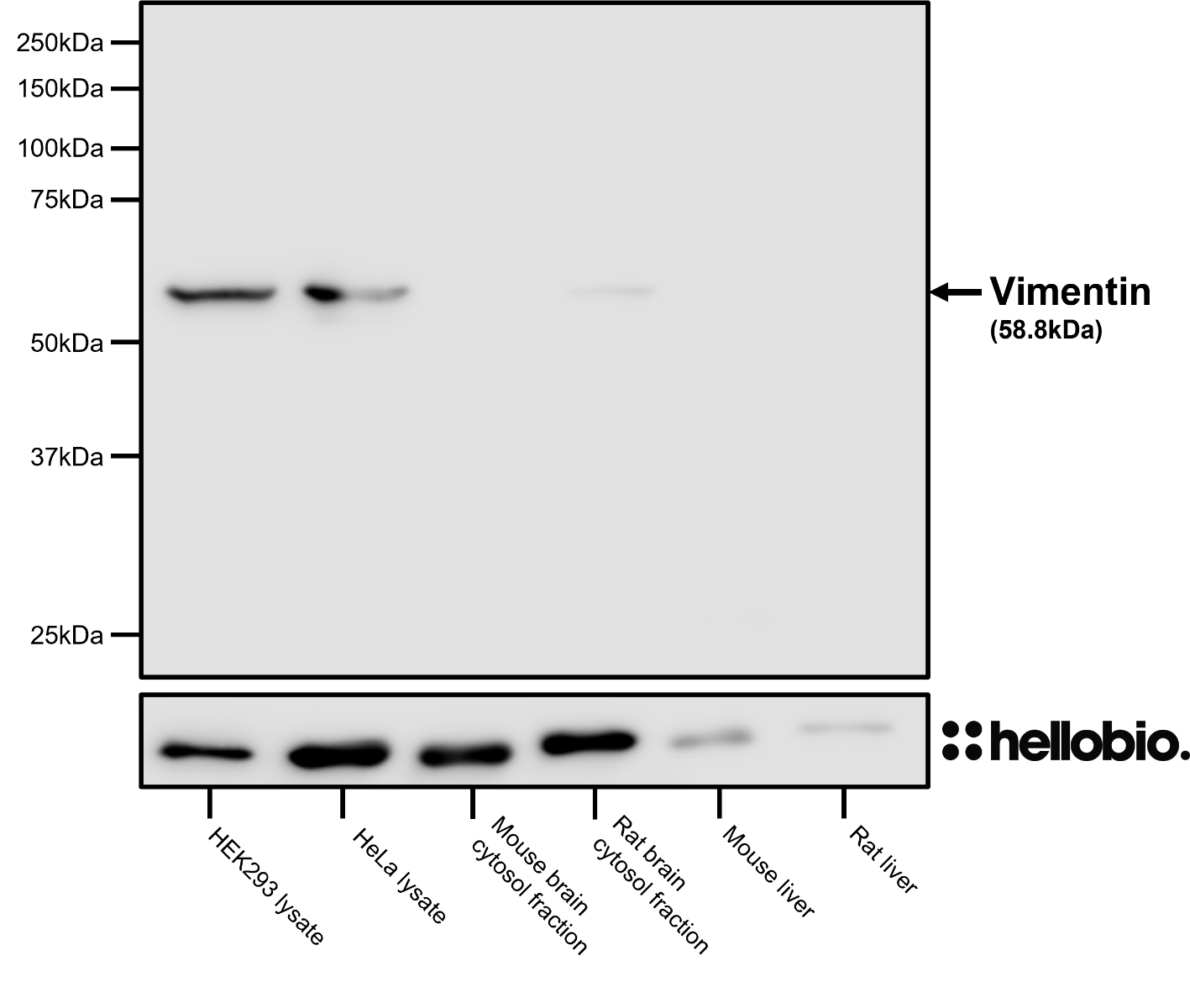 Figure 8. HB6497 immunoreactivity in a range of cell and tissue lysates.