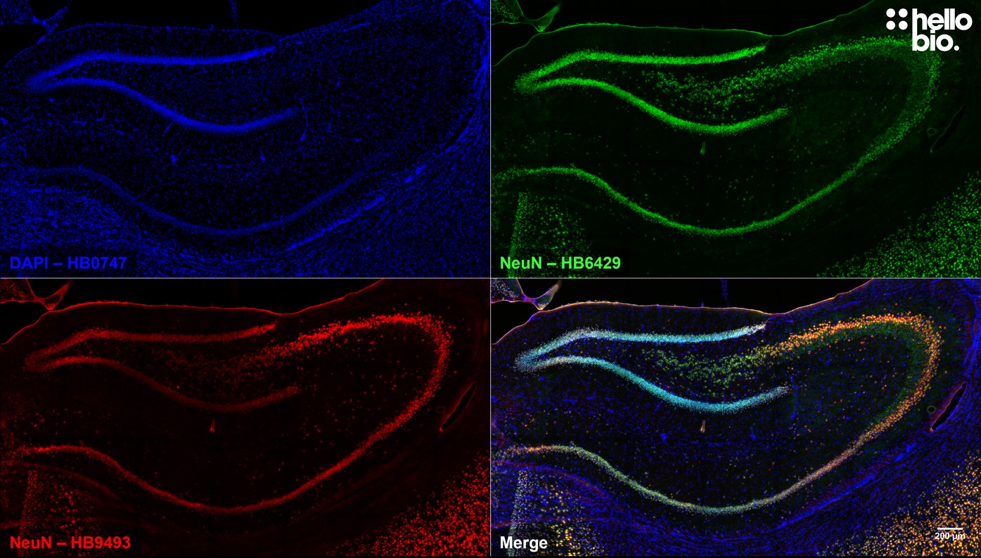 Figure 3. Independent antibody validation of HB9493 in rat hippocampus. 