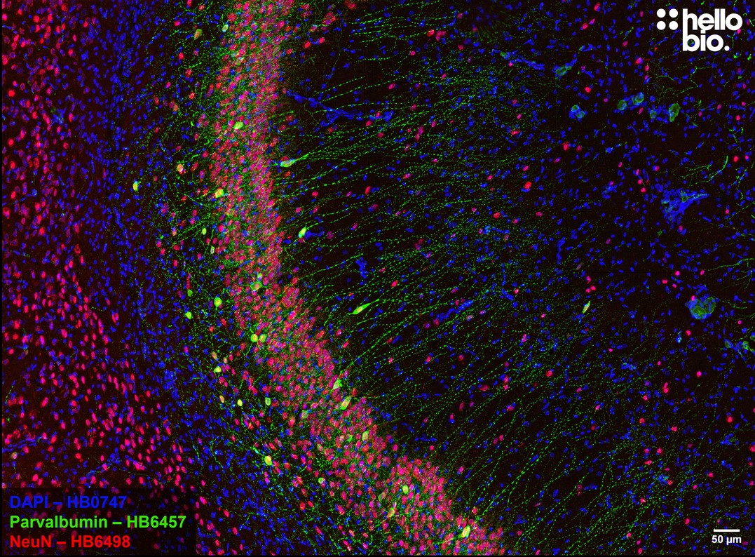 Figure 1. NeuN and parvalbumin expression in rat CA1 visualised using HB6498