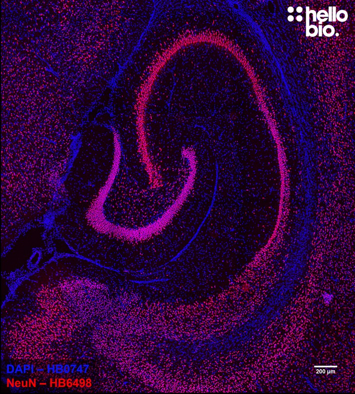 Figure 2. NeuN expressing neurons in the rat hippocampus visualised using HB6498