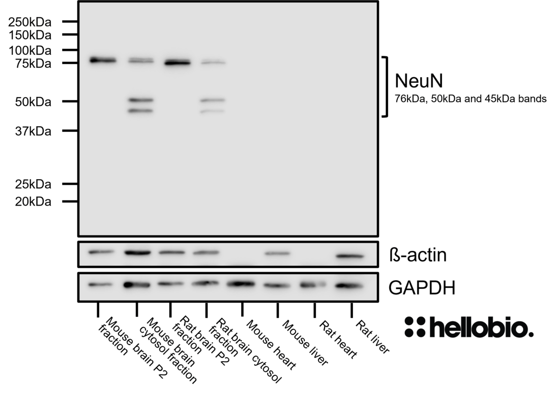 Figure 5. NeuN expression in various tissue lysates and preparations.