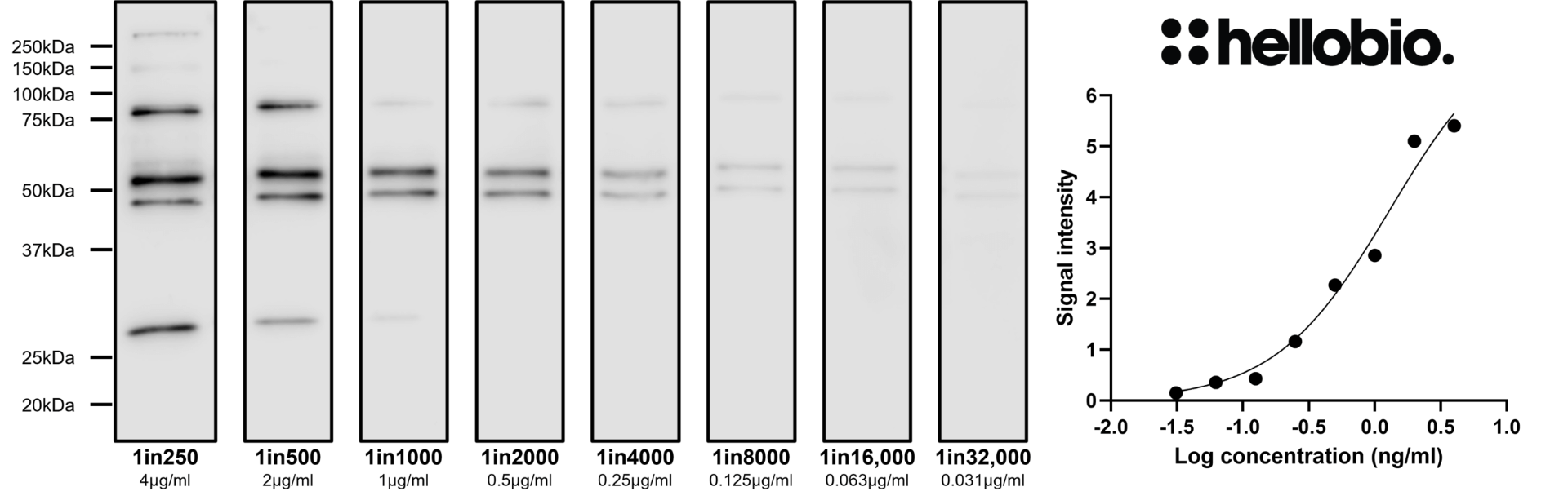 Figure 6. Concentration response of HB6498 staining in a rat brain cytosol preparation.