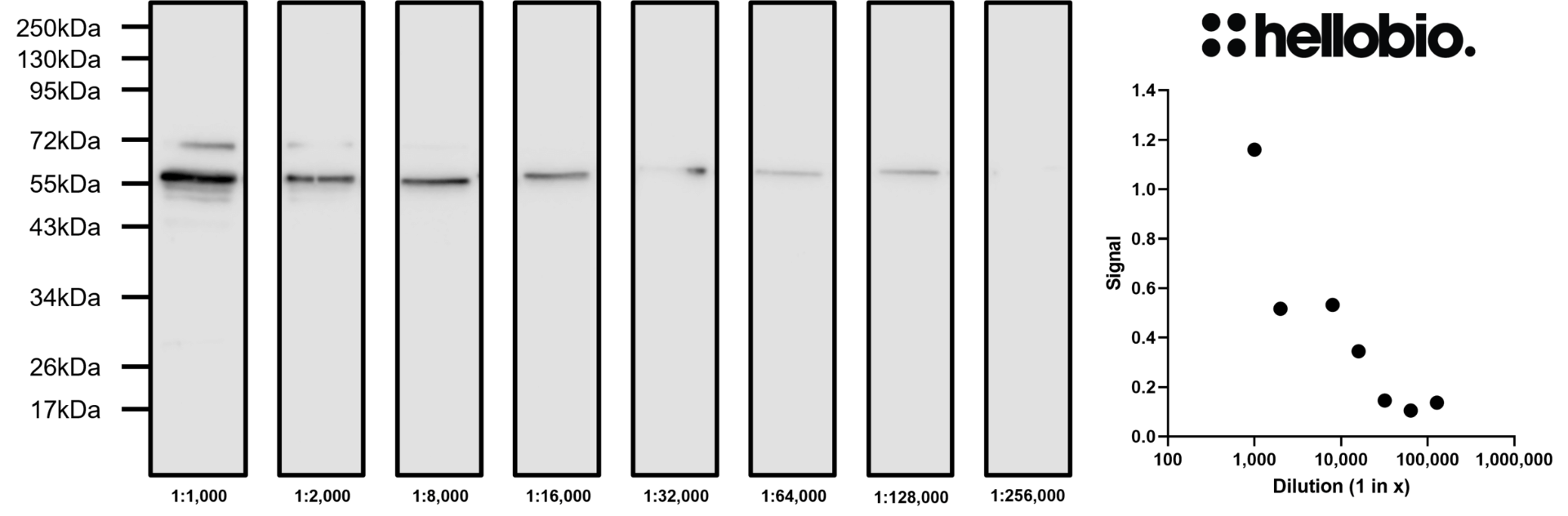 Figure 8. Concentration response of HB6406 staining in a rat brain cytosol preparation.