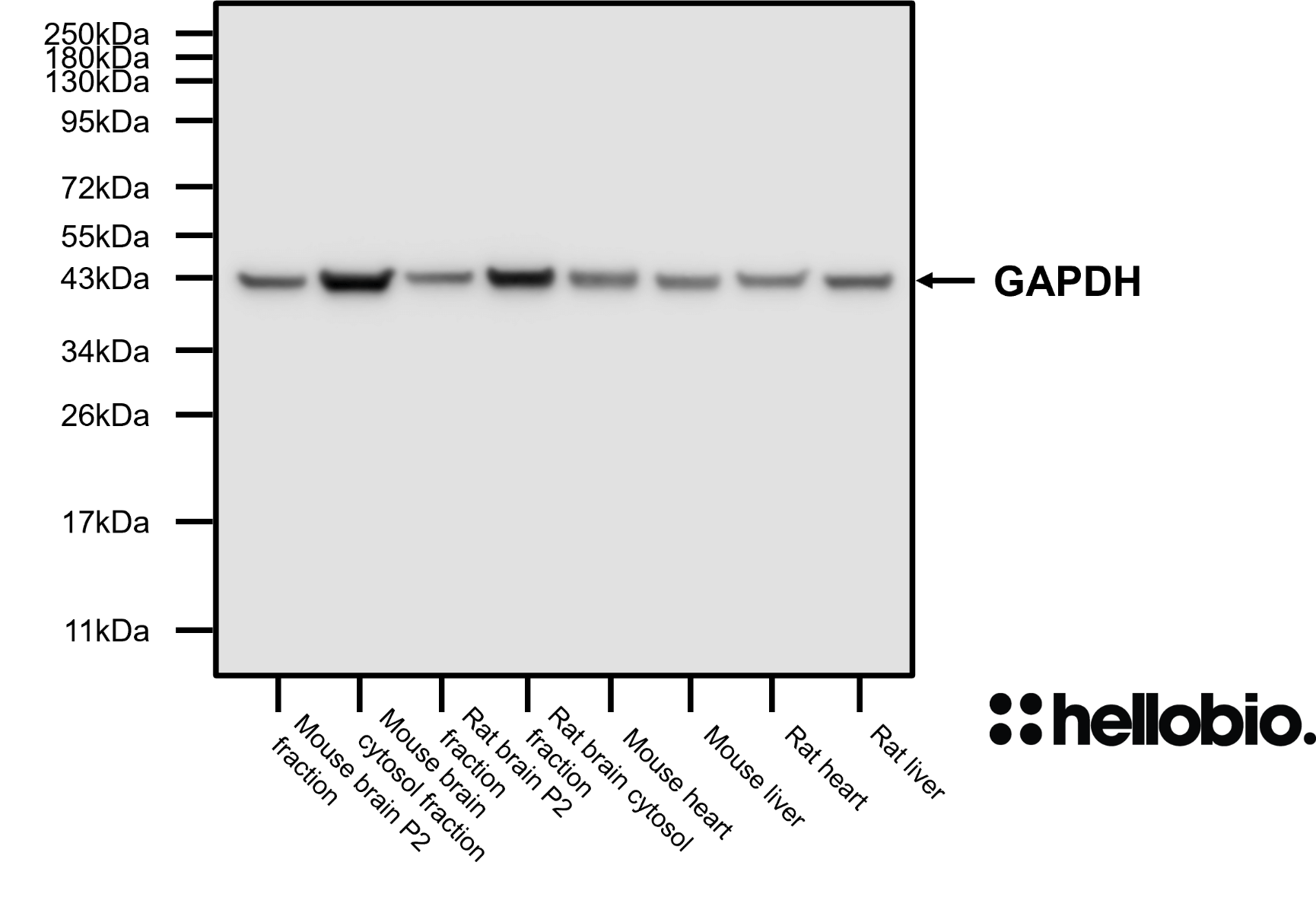 Figure 1. GAPDH expression in various tissue lysates and preparations. 