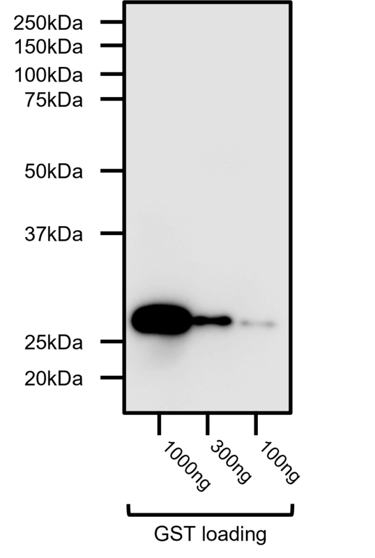 Figure 4. Detection of as little as 100ng of GST-tagged protein with HB9897.