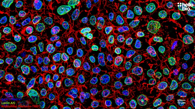 Figure 1. Lamin A/C staining in HEK293T cells. Mounted using MightyMount<sup>TM</sup> Antifade Fluorescence Mounting Medium with Phalloidin-TRITC (hardset).