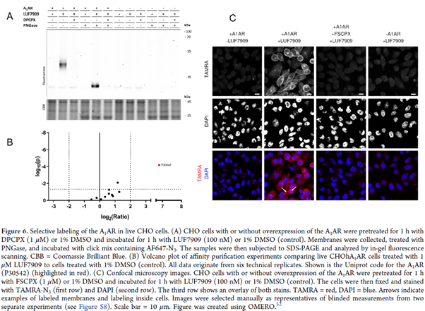 LUF7909 labeling of the A<sub>1</sub>AR in live CHO cells