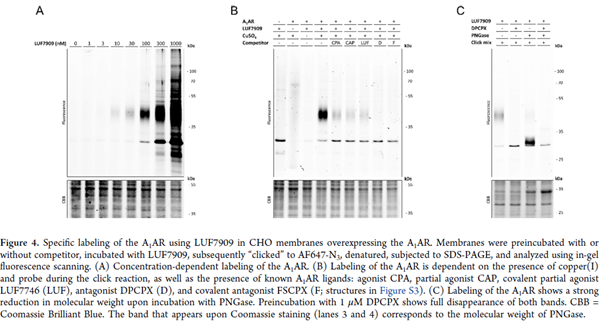 Specific labeling of the A1AR using LUF7909 in CHO membranes