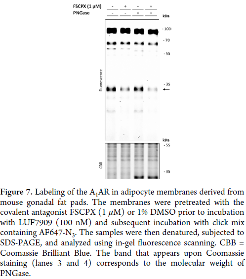 Labeling of the A1AR in adipocyte membranes