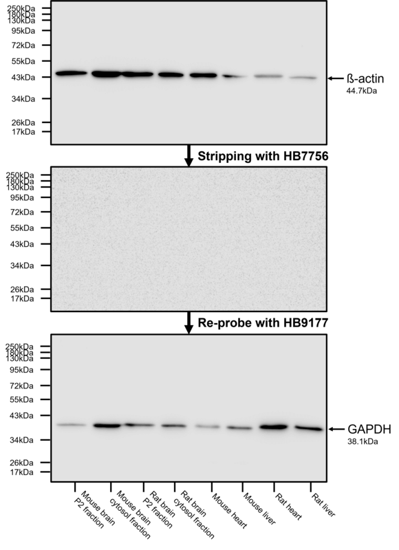 Figure 1. Stripping and re-probing of PVDF membrane using HB7756