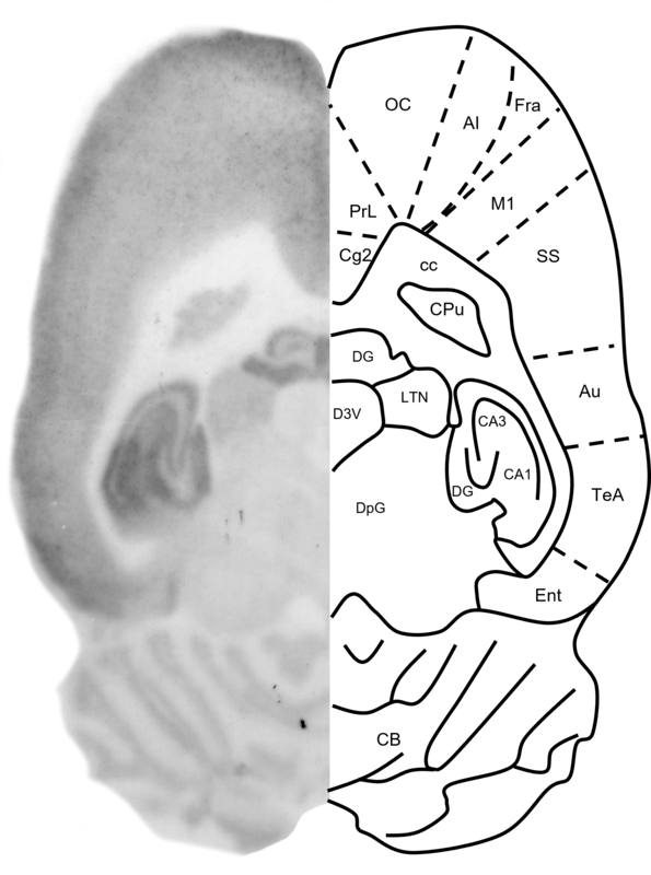 Figure 2. GluN1 histoblot in a horizontal rat brain section using HB7535.