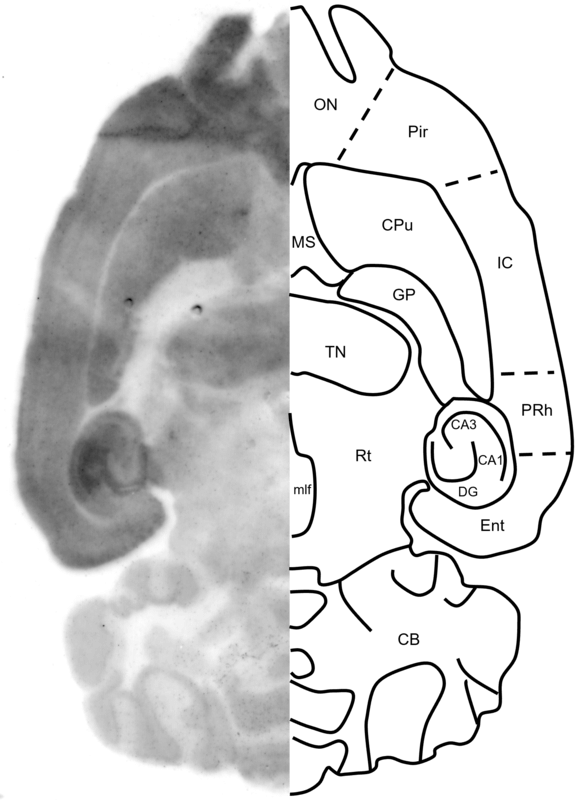 Figure 11. GluN1 histoblot in a horizontal rat brain section using HB7535.