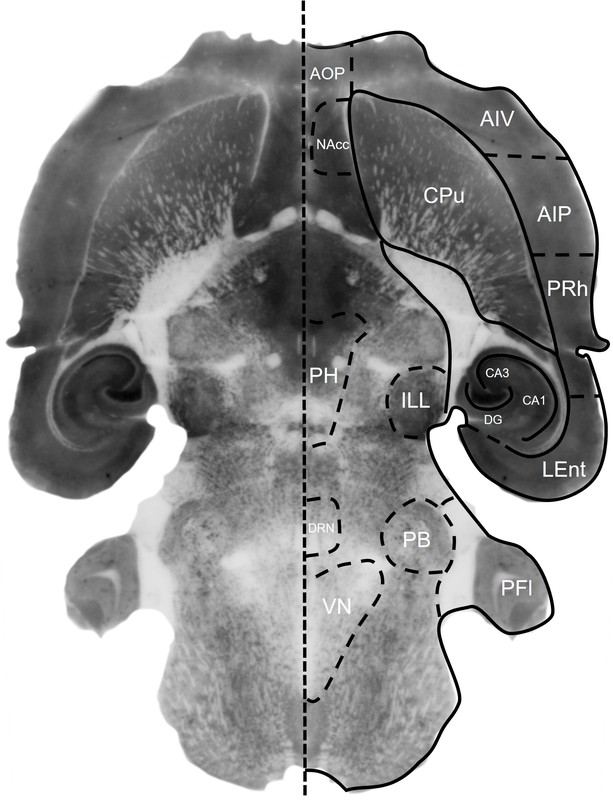 Figure 11. NeuN histoblot in a horizontal rat brain section using HB6429.