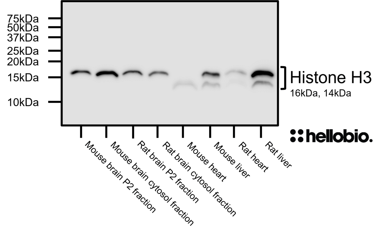 Figure 4. Histone H3 Western Blot exposed using Hello Bio SuperBlot<sup>TM</sup> ECL Western Blotting Substrate Kit (Standard).