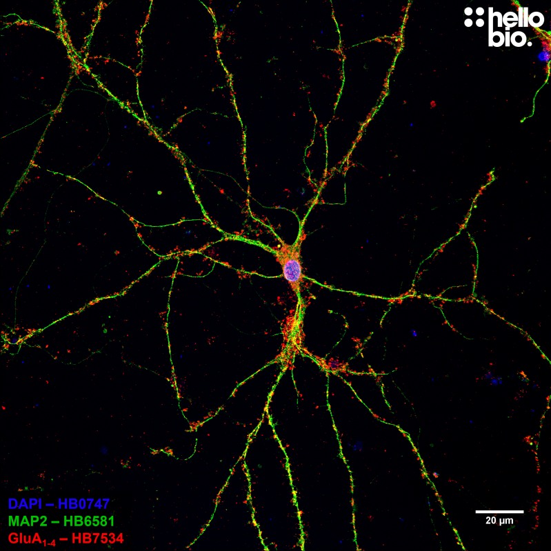 Figure 1. GluA<sub>1-4</sub> expression in cultured cortical neurons visualized using HB7534.