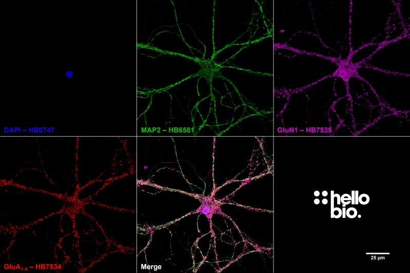 Figure 6. Colocalization of GluN1 and GluA1-4 in cultured cortical rat neurons using HB7535.