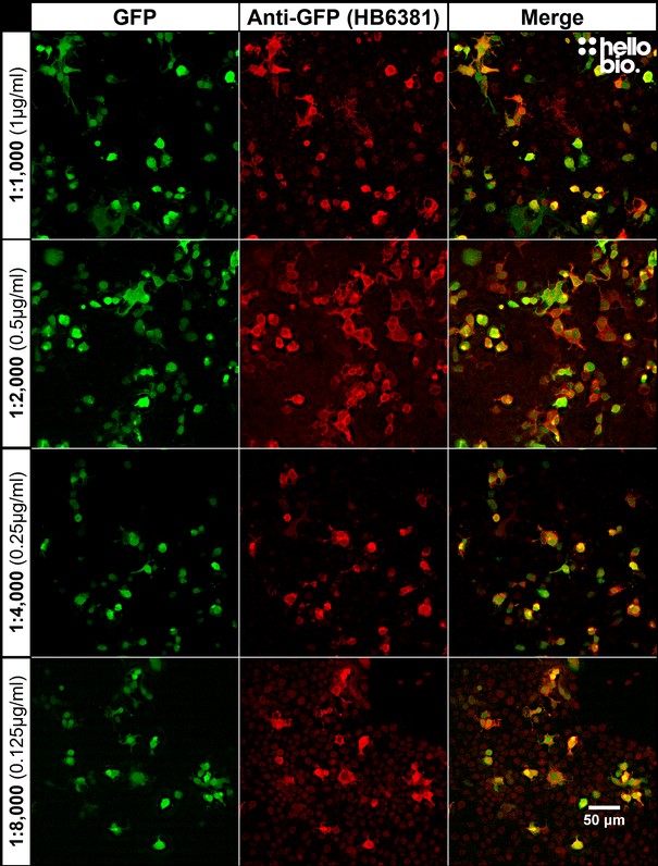 Figure 4. Concentration response of HB6381 staining in pEGFP-C2 transfected HEK293T.