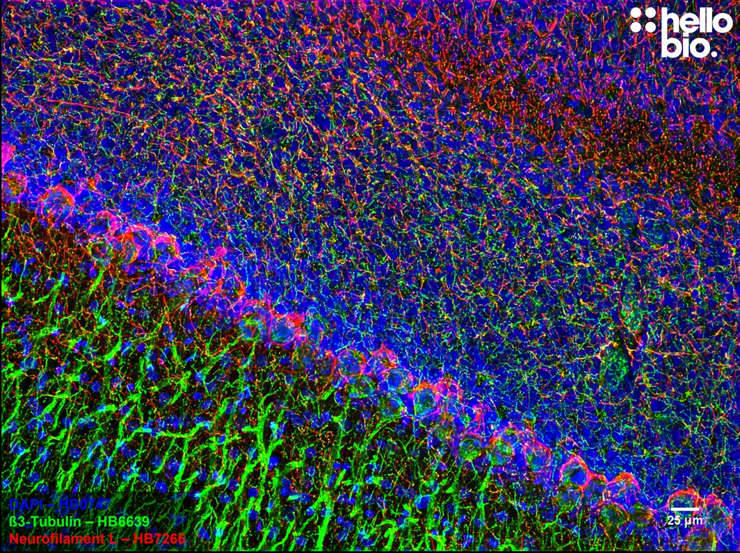 Figure 10. β3-tubulin and Neurofilament L expression in rat cerebellum