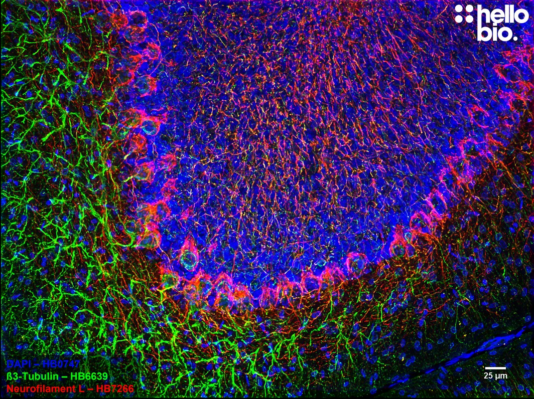 Figure 8. β3-tubulin and Neurofilament L expression in rat cerebellum