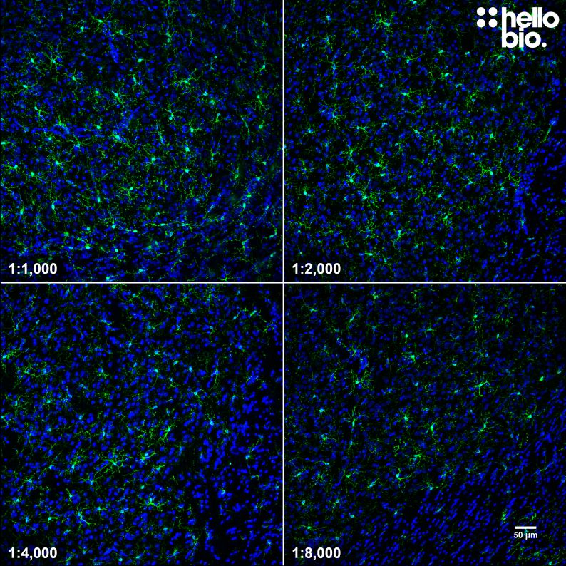 Figure 6. Concentration response of HB7847 staining in rat brain.