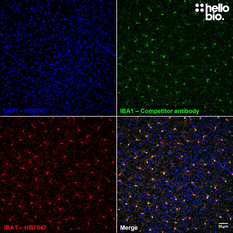 Figure 7. Independent antibody validation of HB6589 in rat cortex