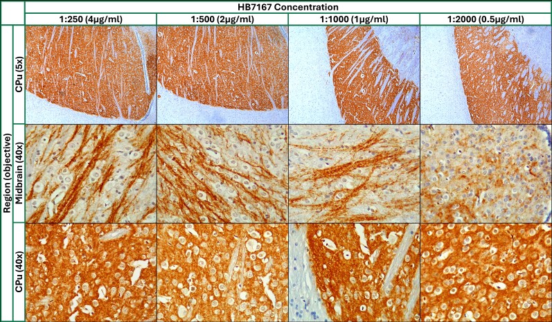 Figure 3. Concentration response of HB7167 staining in paraffin embedded horizontal rat brain sections.