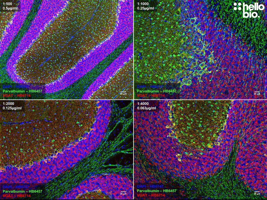 Figure 2. Concentration response of HB6714 staining in rat cerebellum.