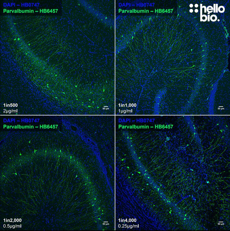 Figure 6. Concentration response of HB6457 staining in rat hippocampus