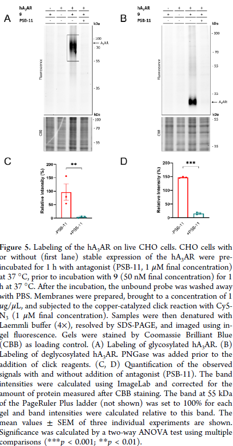 LUF7960 h3AR live CHO cell labeling