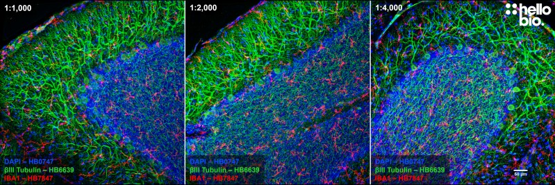 Figure 12. Concentration response of HB6639 in rat cerebellum