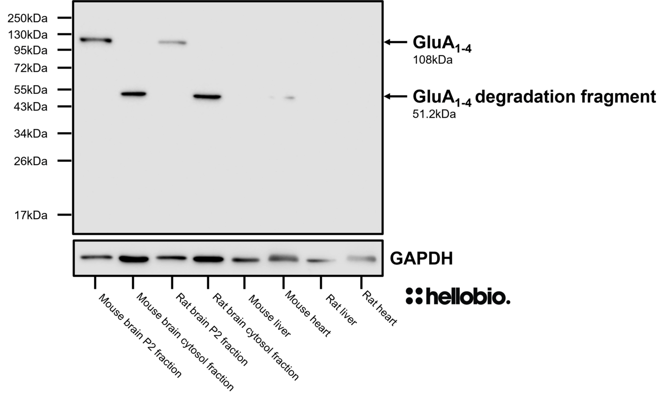 Figure 4. GluA<sub>1-4</sub> expression in various tissue lysates and preparations.