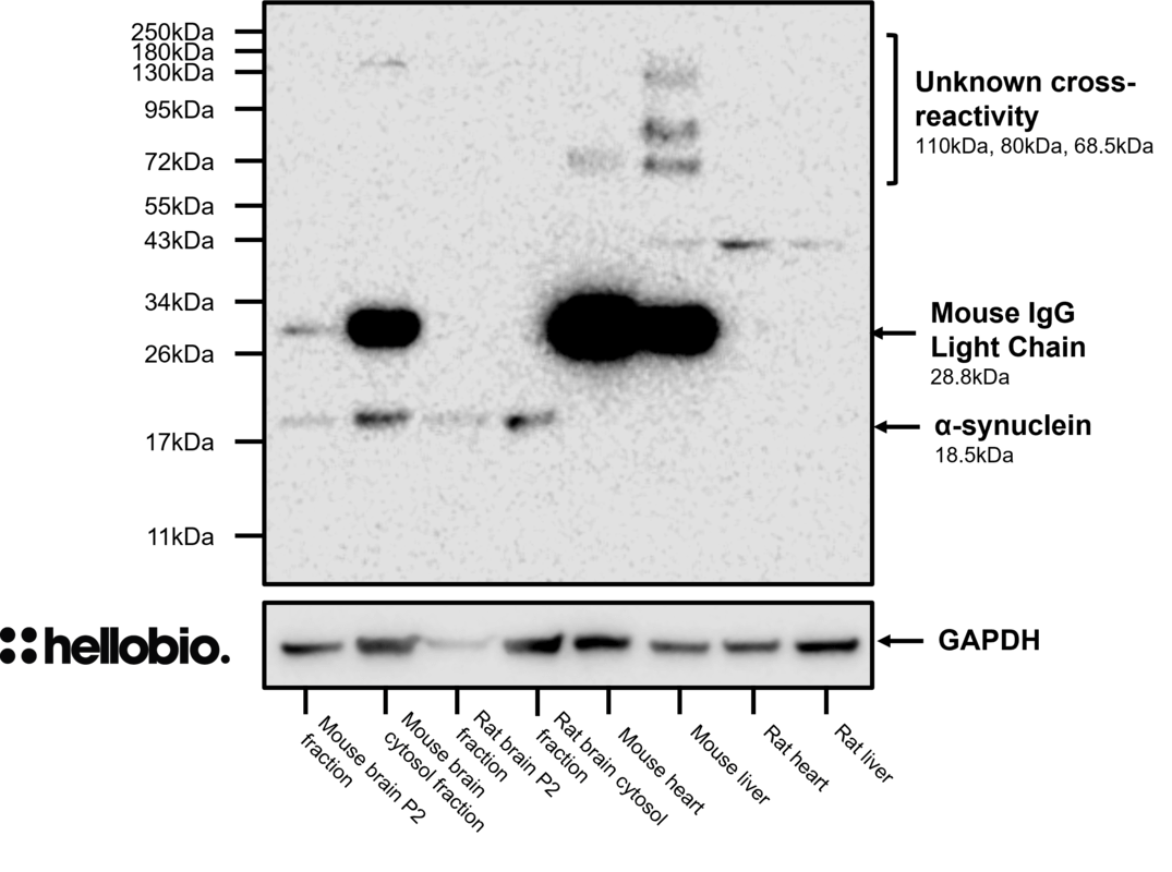 Figure 11. HB6378 staining in various tissue lysates and preparations