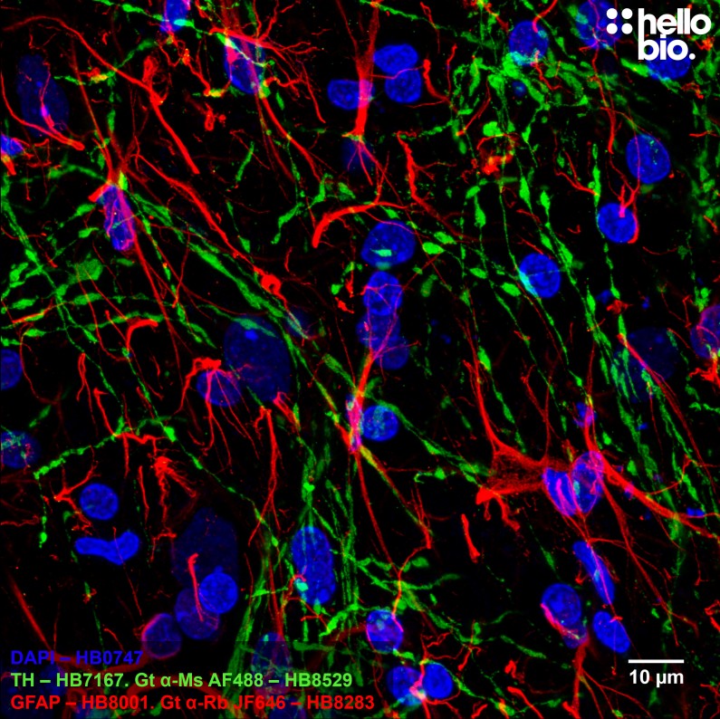 Figure 3. GFAP and Tyrosine hydroxlase staining in rat midbrain using HB8283 Goat Anti-Rabbit H&L (Janelia Fluor® 646) and HB8529 Goat Anti-Mouse H&L (AF488)