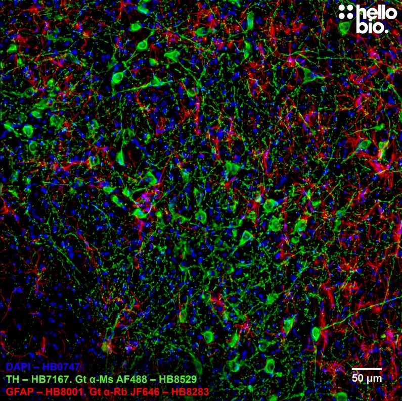 Figure 6. GFAP and Tyrosine hydroxlase staining in rat midbrain using HB8283 Goat Anti-Rabbit H&L (Janelia Fluor® 646) and HB8529 Goat Anti-Mouse H&L (AF488)