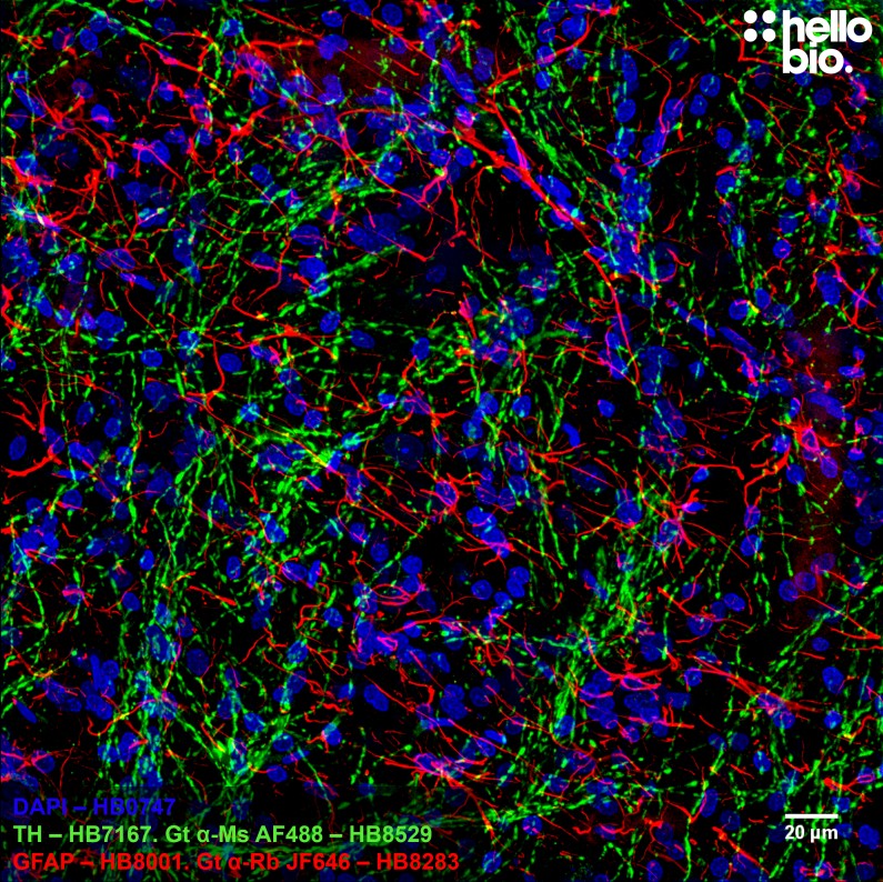 Figure 9. GFAP and Tyrosine hydroxlase staining in rat midbrain using HB8283 Goat Anti-Rabbit H&L (Janelia Fluor® 646) and HB8529 Goat Anti-Mouse H&L (AF488)