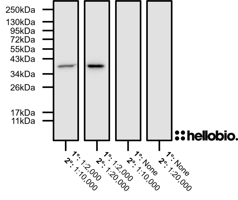 Figure 2. No background staining observed when HB8356 is tested using a no-primary control.