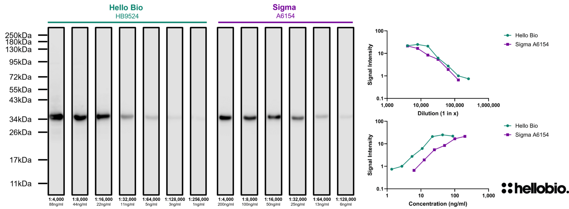 Figure 1. Concentration response of HB8356 staining when using an anti-Calretinin (HB6494) primary antibody compared to Sigma A6154.