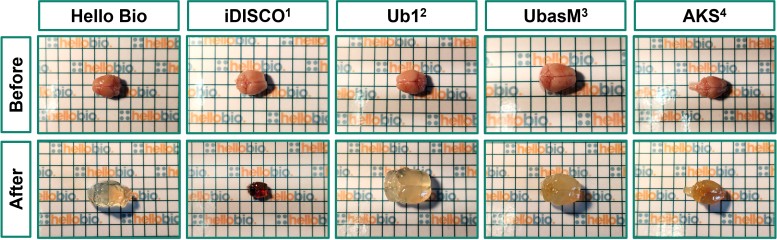 Figure 1. Representative comparison between HB8771 Tissue Clearing Kit and four other techniques.