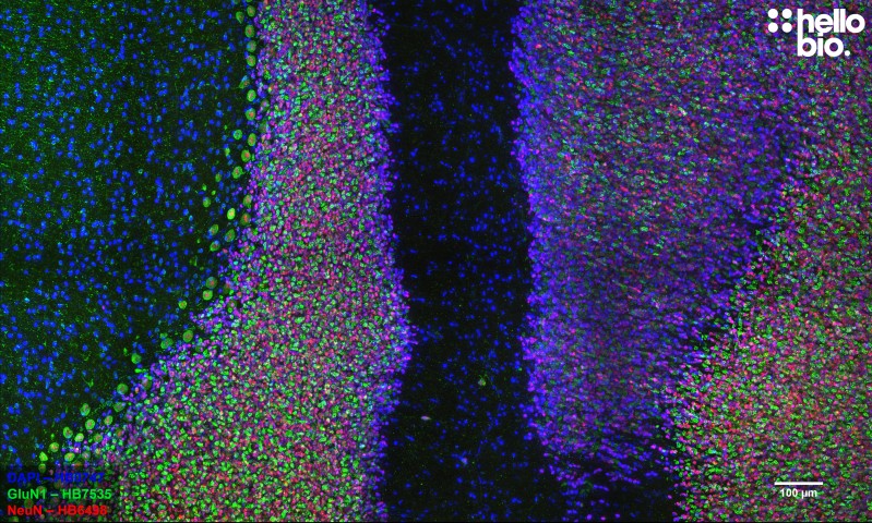 Figure 3. GluN1 and NeuN expression in rat cerebellum mapped using HB7535.