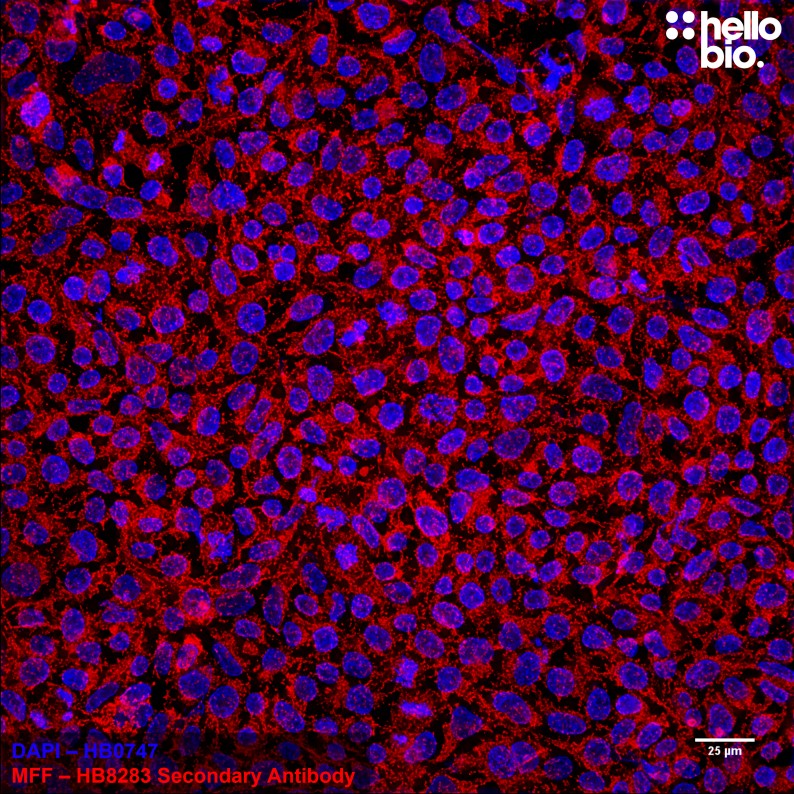 Figure 5. Mitochondrial fission factor (MFF) staining in HEK293T cells using HB8283 Goat Anti-Rabbit H&L (Janelia Fluor® 646)