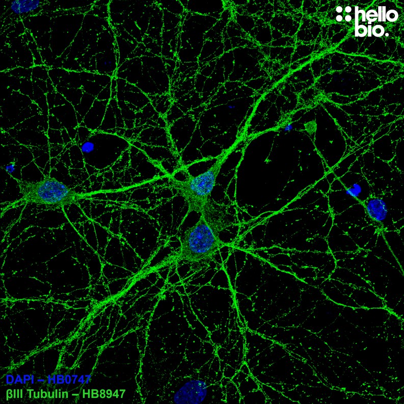 Figure 1. βIII tubulin staining with HB8947 of cultured rat hippocampal neurons.